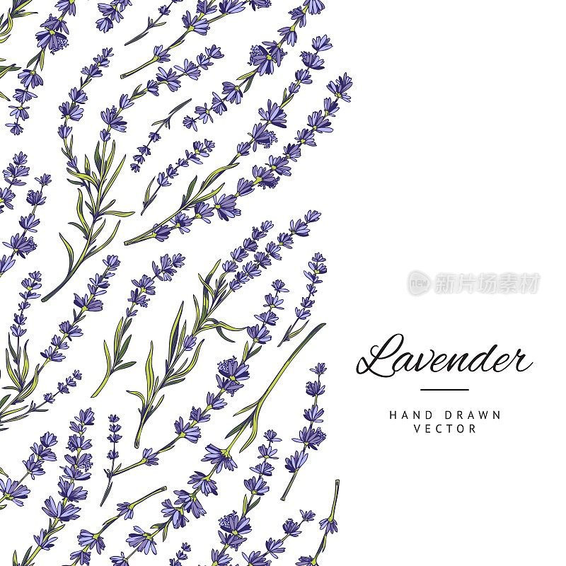 Lavender flower banner or wedding invitation hand drawn vector illustration.